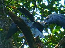 Anhinga